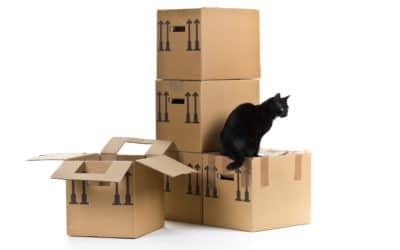 4 Tips For Moving With Pets In Ontario: Our Low Stress Solutions